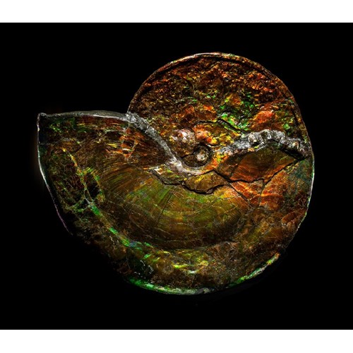 Large Iridescent Ammonite